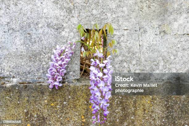 Wisteria In The Wall In Chatellerault Stock Photo - Download Image Now - Vienne Department, Beauty, Beauty In Nature