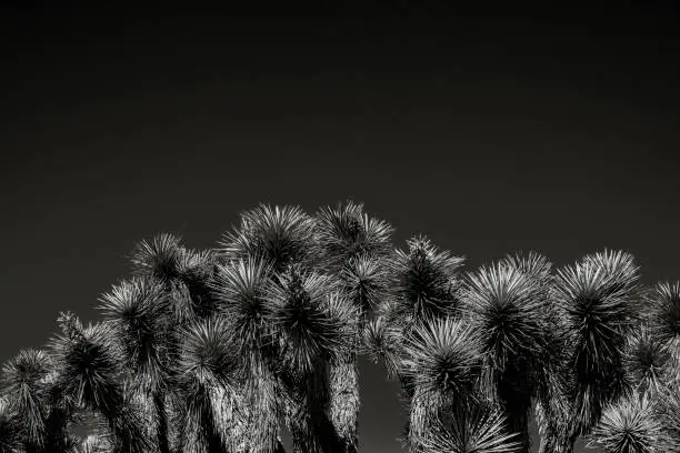 Joshua Tree Grove In Black and White with empty sky