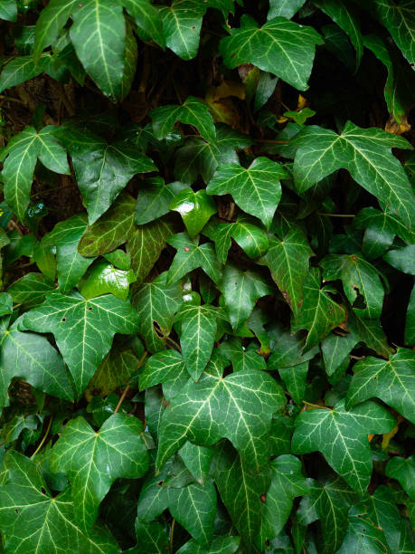 istock Ivy winds along the bark of a tree. 1319807653