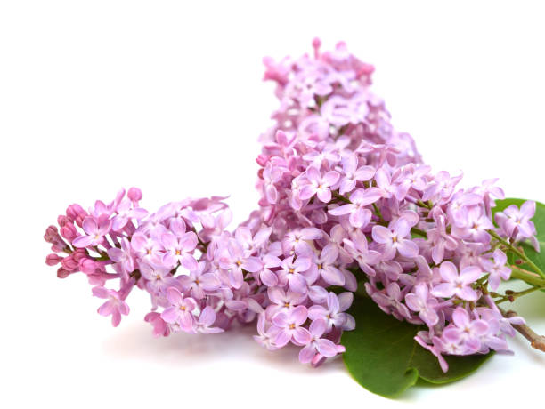 istock Pink lilac flowers on white 1319807925
