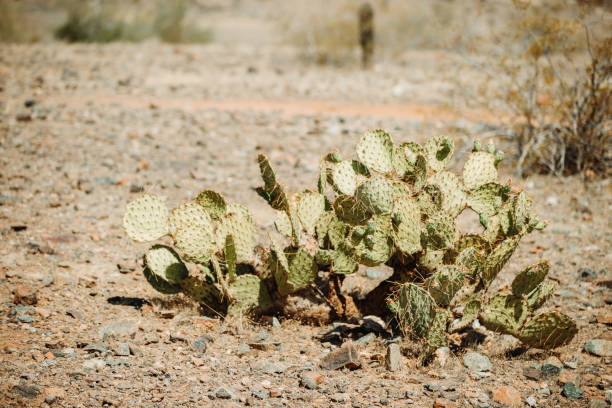 istock Cactus in Arizona 1319808835