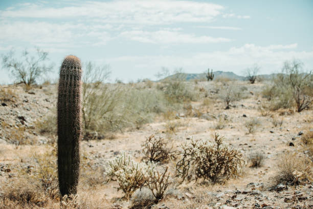 Cactus in the deserts of Phoenix Arizona