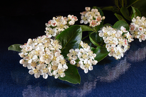 The Blossom of black rowanberry on black background with reflection. White flower at spring length of time