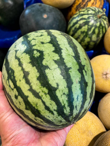 istock small watermelon close up shot man holding 1319809637