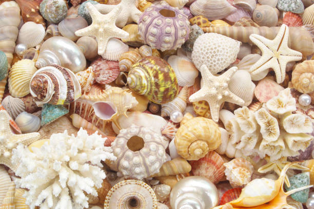 istock Many starfishes, seashells and corals with pearls 1319809649