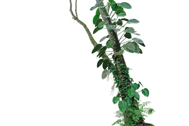 istock Tropical rainforest tree trunk with climbing vine plants philodendron, syngonium, forest orchid, fern and moss. Tropic leaves foliage plants growing on jungle tree isolated on white with clipping path 1319810894