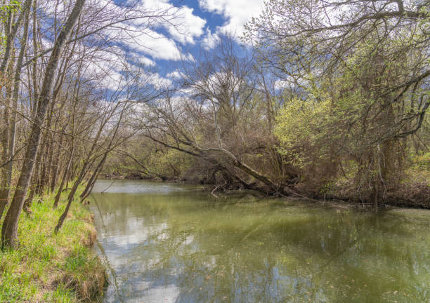istock Lazy river trying to fell trees on the bank 1319811052