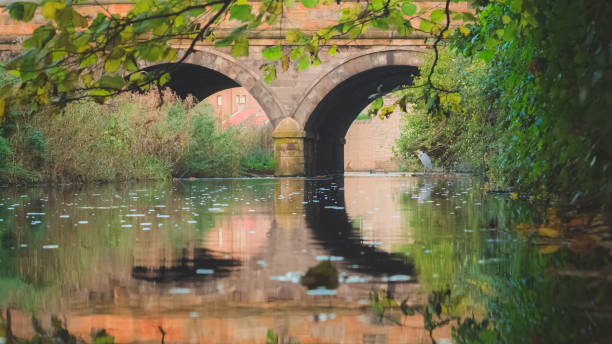 A Grey Heron (Ardea cinerea) under an archway of an old stone bridge, wading over a reflection on the Water of Leith in Stockbridge, Edinburgh, Scotland, Uk.