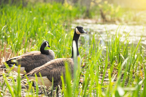 Two Canana Geese walking towards the water through tall grass.