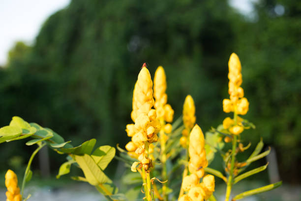 Senna alata flowers in yellow bloom