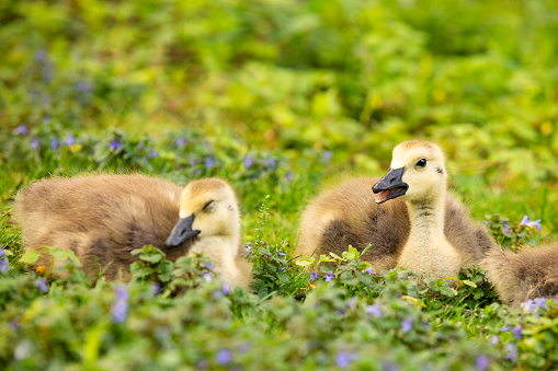 Two adorable Canada goslings laying in wildflowers.