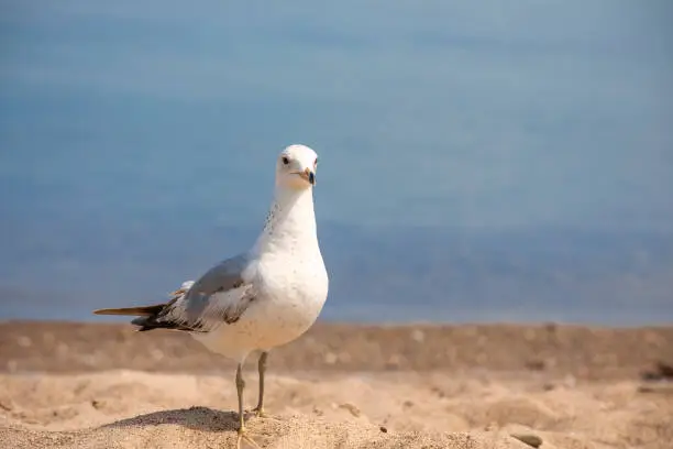 Photo of Lake Erie Seagull