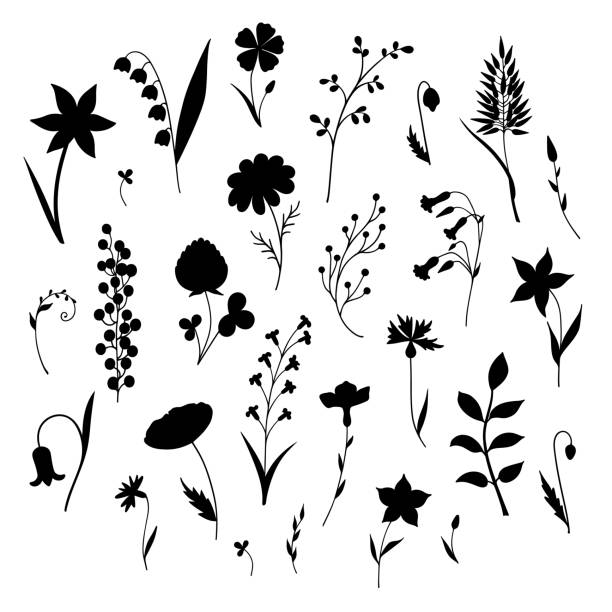ilustrações, clipart, desenhos animados e ícones de conjunto de silhuetas de ervas e flores - campanula flower design ornamental garden