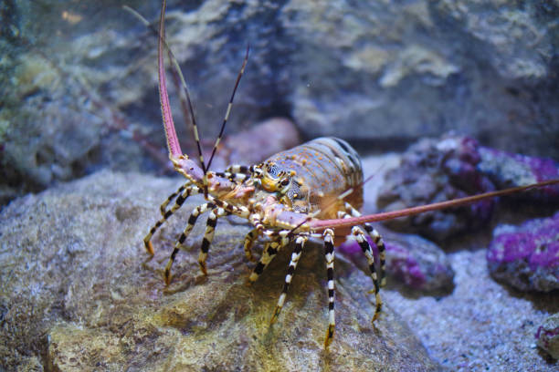istock a crab on a stone is looking for something to eat 1319813125