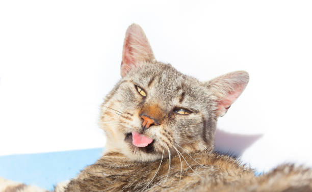 istock cat with tongue out isolated on white 1319814235