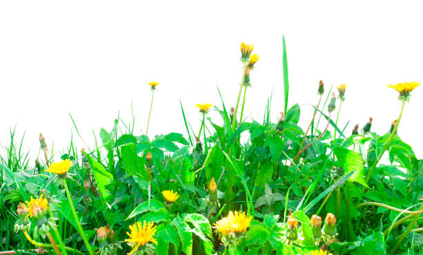 istock dandelion and fresh green grass isolated on white 1319814744