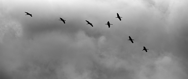 Silhouette of flying geese against a gray sky with dense clouds, black and white