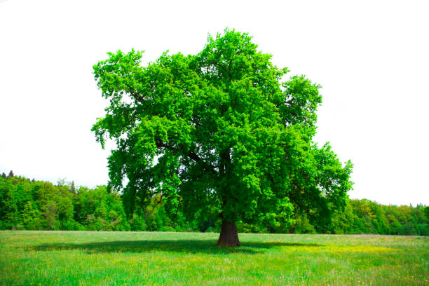 istock big green tree and fresh summer vegetation isolated 1319815377
