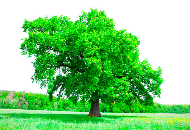 istock big green tree and fresh summer vegetation isolated 1319815407
