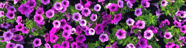 striscione con delizioso tappeto di fiori petunia freschi rosa brillante con foglie verdi come sfondo floreale - petunia foto e immagini stock