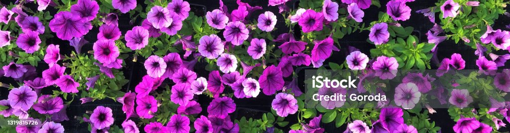 Banner with lovely carpet of bright pink fresh Petunia flowers with green leaves as floral background Banner with lovely carpet of bright pink fresh Petunia flowers with green leaves as floral background. Petunia Stock Photo