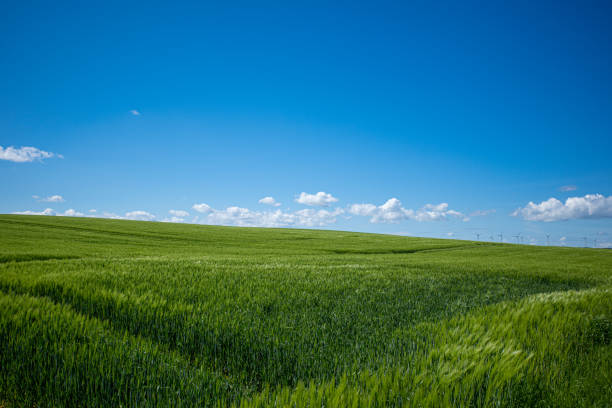 istock green corn field in may and the blue sky is almost cloudless 1319815761