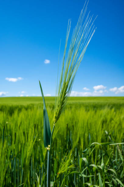 istock green corn field in may and the blue sky is almost cloudless 1319815799