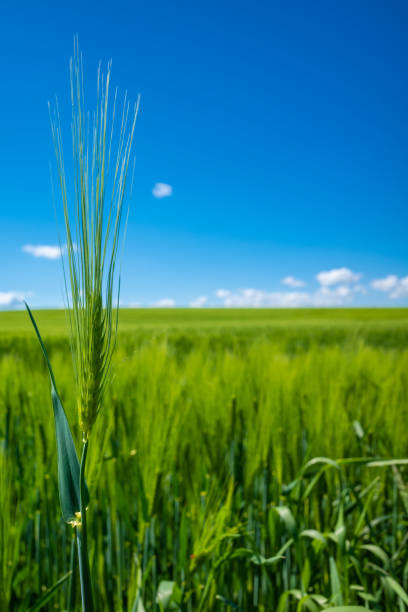 istock green corn field in may and the blue sky is almost cloudless 1319816434