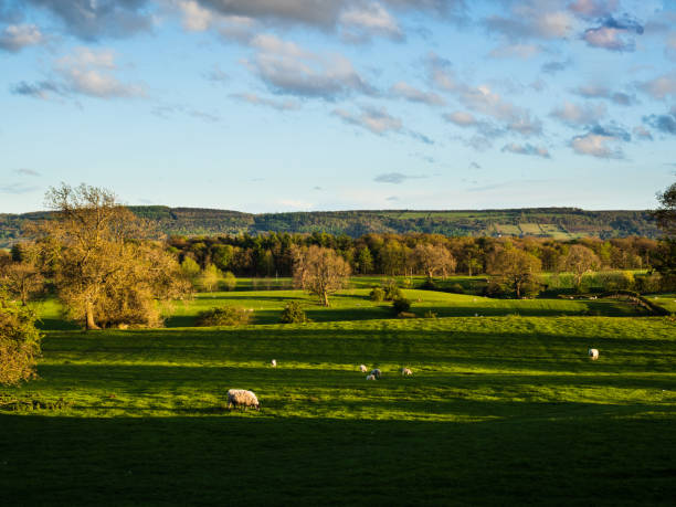 istock Sheep at Golden Hour with long shadows 1319816638