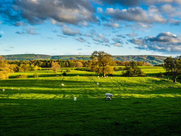 istock Sheep at Golden Hour with long shadows 1319816642
