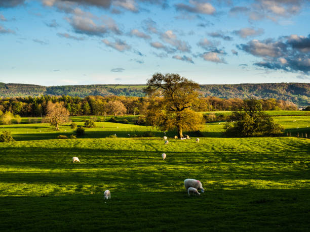 istock Sheep at Golden Hour with long shadows 1319816683