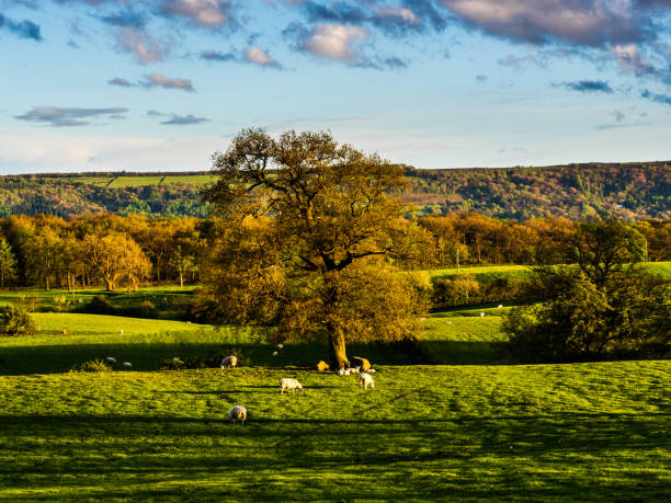 istock Sheep at Golden Hour with long shadows 1319816685