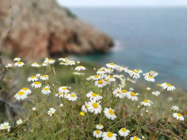 Mediterranean sea. Denia, Spain. Idyllic beach in Spring.