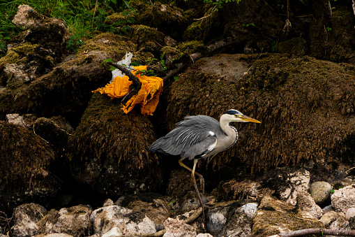 A heron making its way past some plastic polluting the bank of the river Eamont