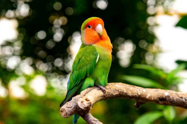 A green parrot with orange face perched on a branch A green parrot with orange face perched on a branch joined at hip stock pictures, royalty-free photos & images