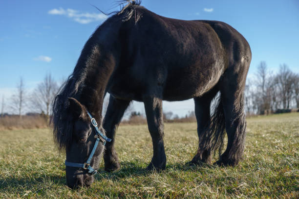 牧草地の黒いフリージアン馬。チェコ共和国 - horse black stallion friesian horse ストックフォトと画像