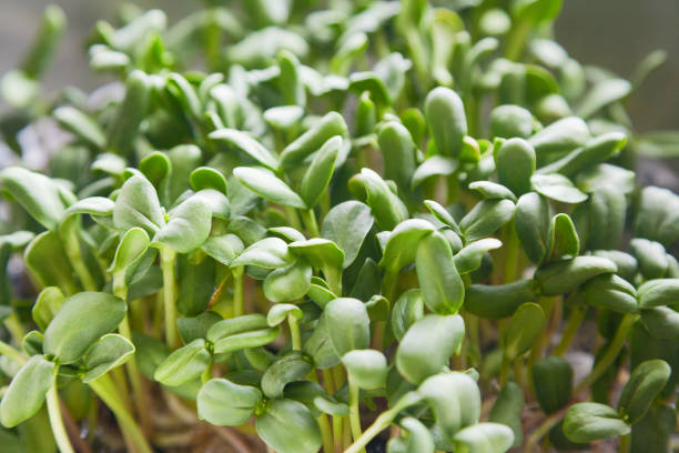 Closeup of sunflower microgreen sprouts stock photo