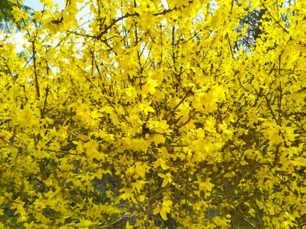 Branches with small bright yellow flowers of Forsythia Intermedia Spectabilis