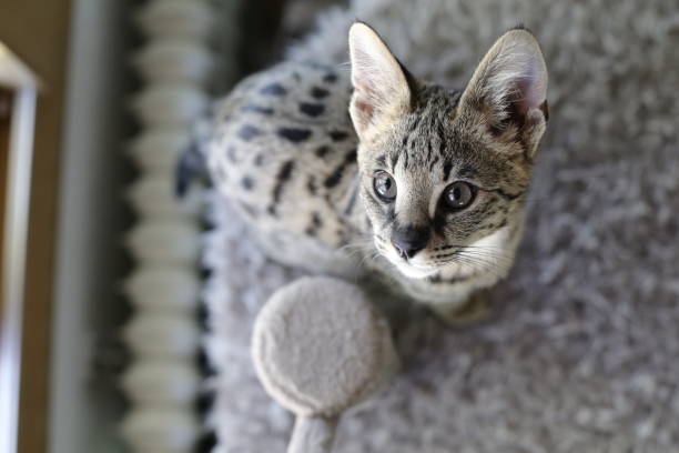 istock F1 Savannah cat with beautiful markings 1319822220