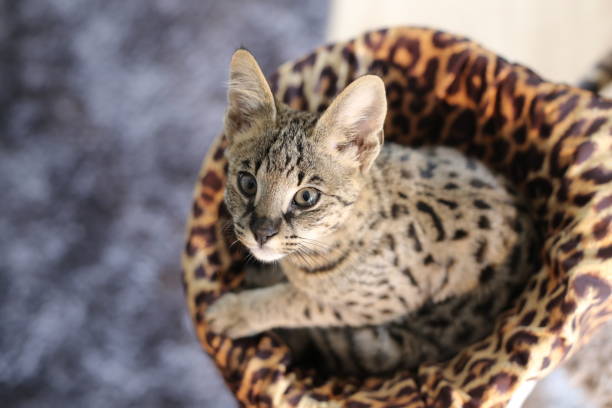 F1 Savannah cat with beautiful markings
