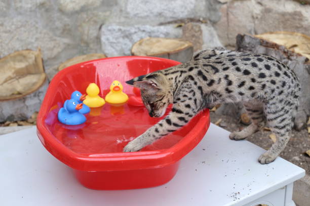 istock Wild cat in bath with colorful plastic ducks 1319822265
