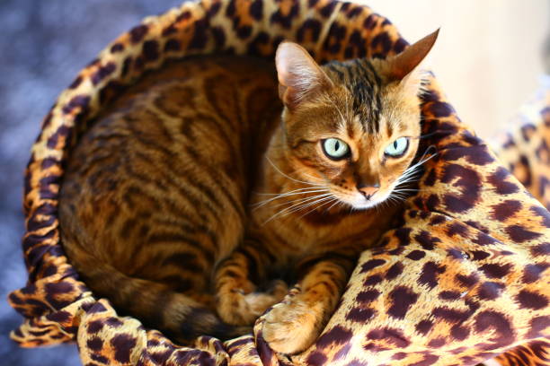 istock Stunning bengal cat with leopard print 1319822294