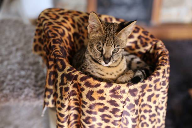 istock F1 Savannah cat with beautiful markings 1319822316
