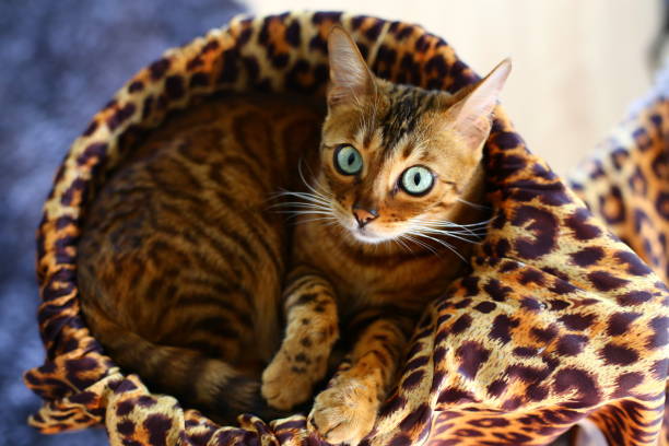 istock Stunning bengal cat with leopard print 1319822343