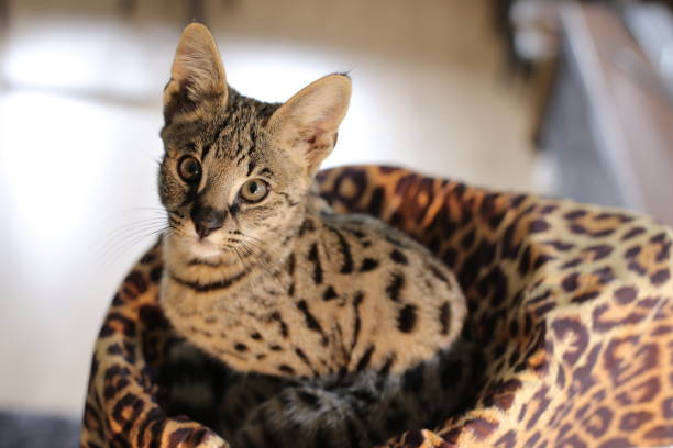 istock F1 Savannah cat with beautiful markings 1319822385