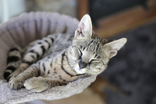 Savannah cat sleeping with comfort.