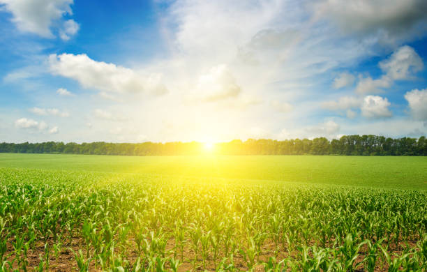 istock Beautiful morning sunrise over the corn field 1319822689