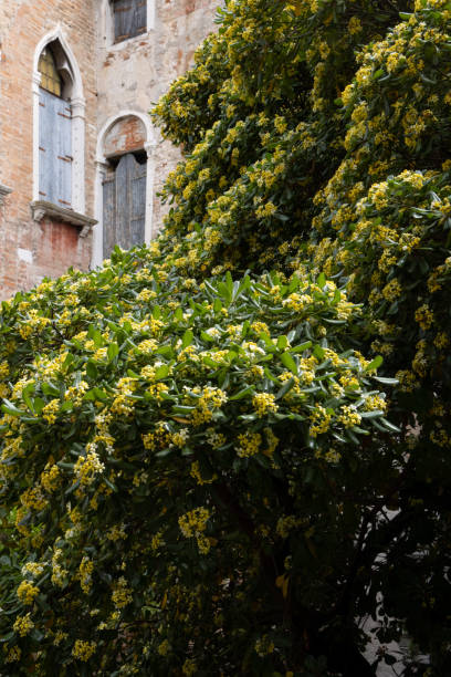 istock Blooming streets of post Covid  Venice. 1319827508