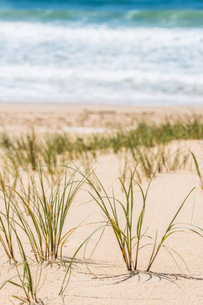 istock seagrass close-up on the beach 1319827624