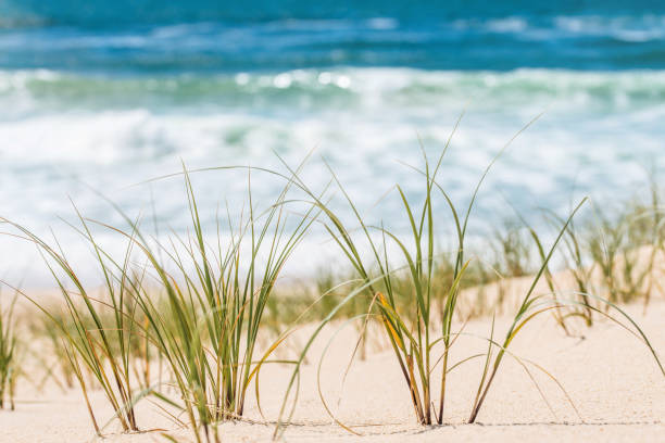 istock seagrass close-up on the beach 1319827635